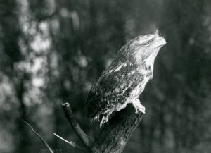 The Cryptic Plumage and Resting Pose of a Tawny Frogmouth Camouflages It on a Branch at London Zoo